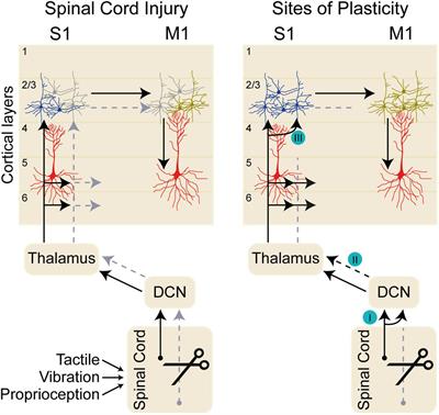 Sensory Circuit Remodeling and Movement Recovery After Spinal Cord Injury